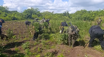 Les forces combinées ont éradiqué deux champs de marijuana à Petén, au Guatemala, d'une valeur estimée à 872 198 USD.