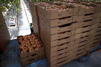 Les ventes extérieures de la République Dominicaine ont atteint 14 milliards de dollars en 2026 et plus de 10 milliards provenaient de produits agricoles. REUTERS/Edgar Chávez