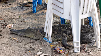 Un crocodile est apparu sous des chaises en plastique à proximité de touristes sur une plage du Salvador (Photo fournie par Observadores de Fauna El Salvador)