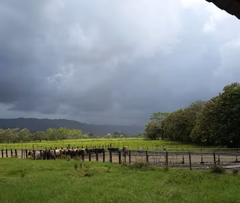 Le ministère de l'Agriculture, de l'Élevage et de l'Alimentation a mis en garde contre d'éventuelles pertes agricoles et effets sur le bétail en raison des pluies persistantes au Guatemala.