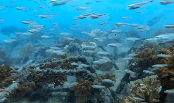 La State Distance University, l'INA et la société Bay Island Cruises travaillent sur des actions de conservation et de surveillance pour protéger les écosystèmes coralliens du Pacifique costaricain. Crédit : UNED