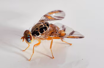 La mouche méditerranéenne peut affecter les cultures d'agrumes, de papaye, de goyave et de mangue, car ses larves se développent à l'intérieur des fruits et détériorent la pulpe. Avec l'aimable autorisation de MIDA